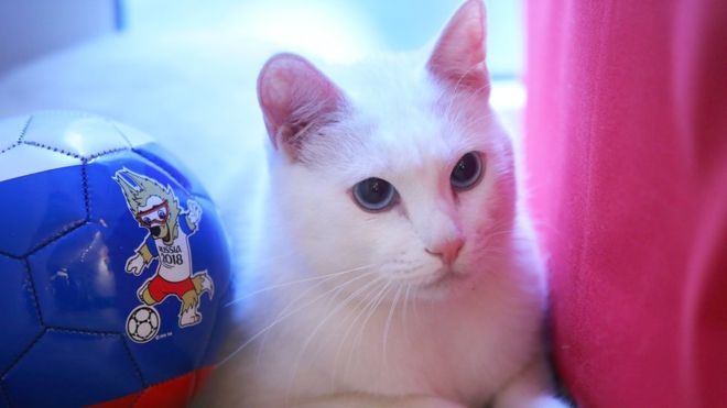  القط الأصم "أخيل" الذي اختارته اللجنة المنظمة لنهائيات كأس العالم